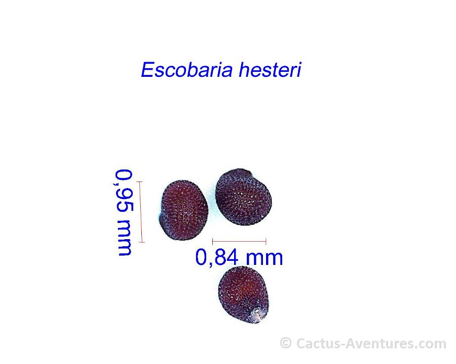 Escobaria hesteri seeds